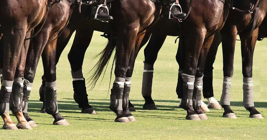 Viele Pferdebeine stehen auf einer Wiese nebeneinander und haben Gamaschen an den Beinen