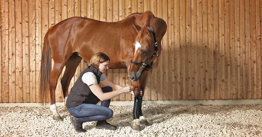 Frau zieht braunem Pferd eine EquiCrown Kompressionsbandage an