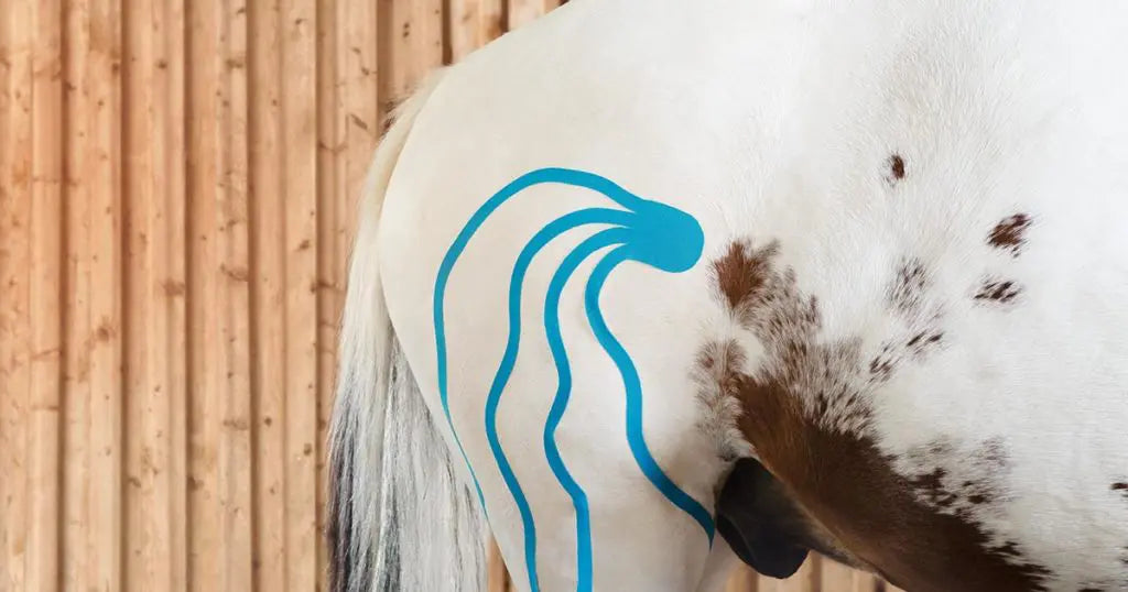 Pferd mit Tapes auf Oberschenkel