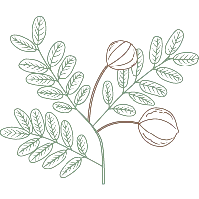 Illustration der Andiroba-Pflanze
