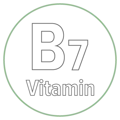 Illustration eines Kreis mit der Beschriftung B7 Vitamin