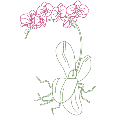 Illustration einer Orchidee
