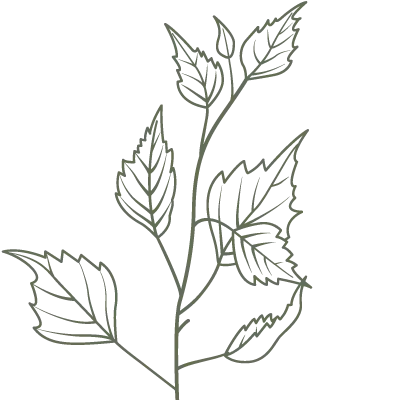 Illustration von Birke
