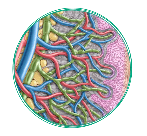 Illustration der Lymphgefäße im Körper