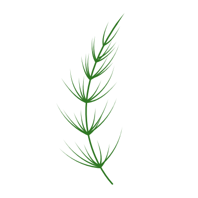 Illustration eines Schachtelhalmkrauts