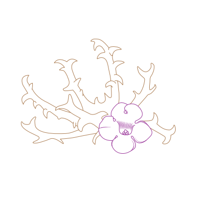 Illustration einer Teufelsrkralle