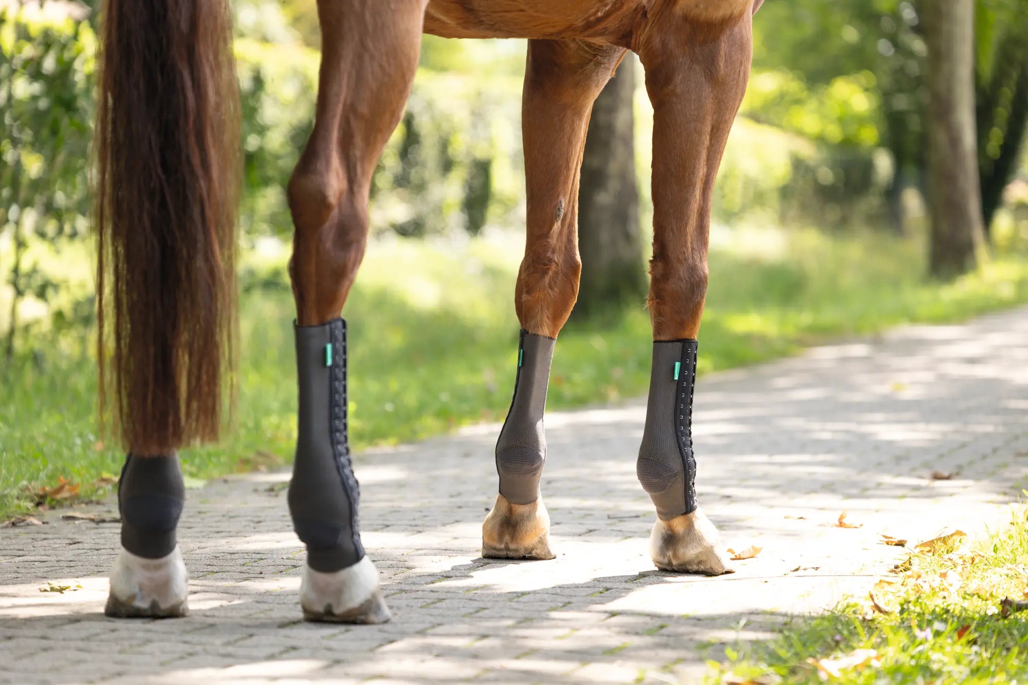 Pferd steht mit der EquiCrown fit Silver an allen vier Beinen auf dem Weg