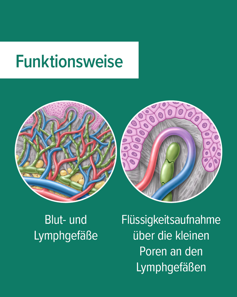 EquiCrown Wissenswochen: Die Funktionsweise des Lymphsystems mit illustriereten Abbildungen der Blut- und Lymphgefäste sowei einer Abbildung mit der Flüssigkeitsaufnahme über die kleinen Poren an den Lymphgefäßen