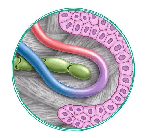 Illustration von Flüssigkeitsaufnahme im Körper