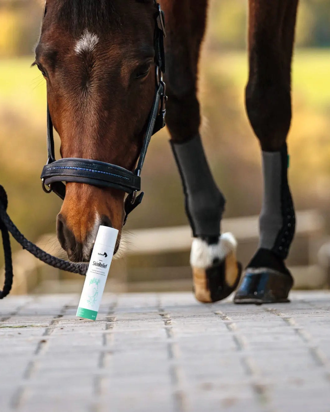 Pferd stupst Nase an eine SkinRelief Tube