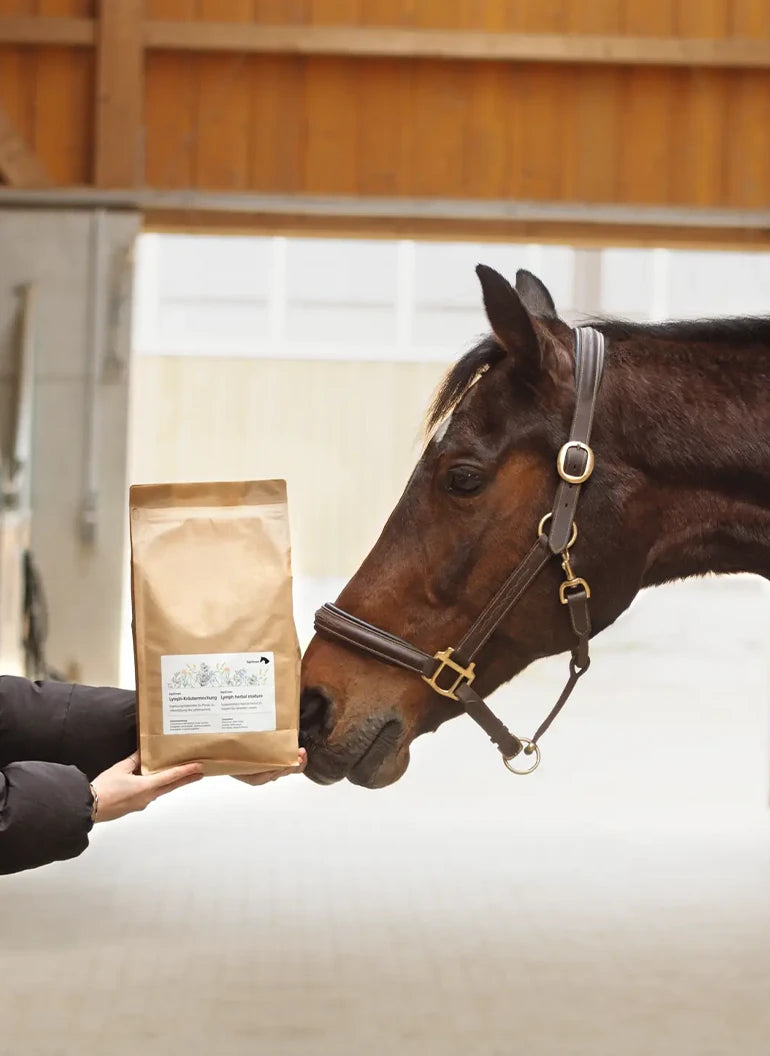 Pferd schnuppert an der Verpackung der Lymph-Kräutermischung von EquiCrown