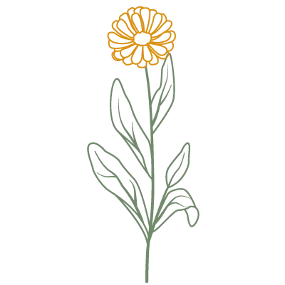 Illustration von Ringelblume