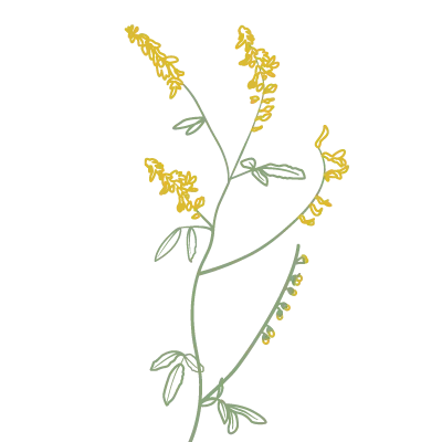 Illustration von Steinkleekraut