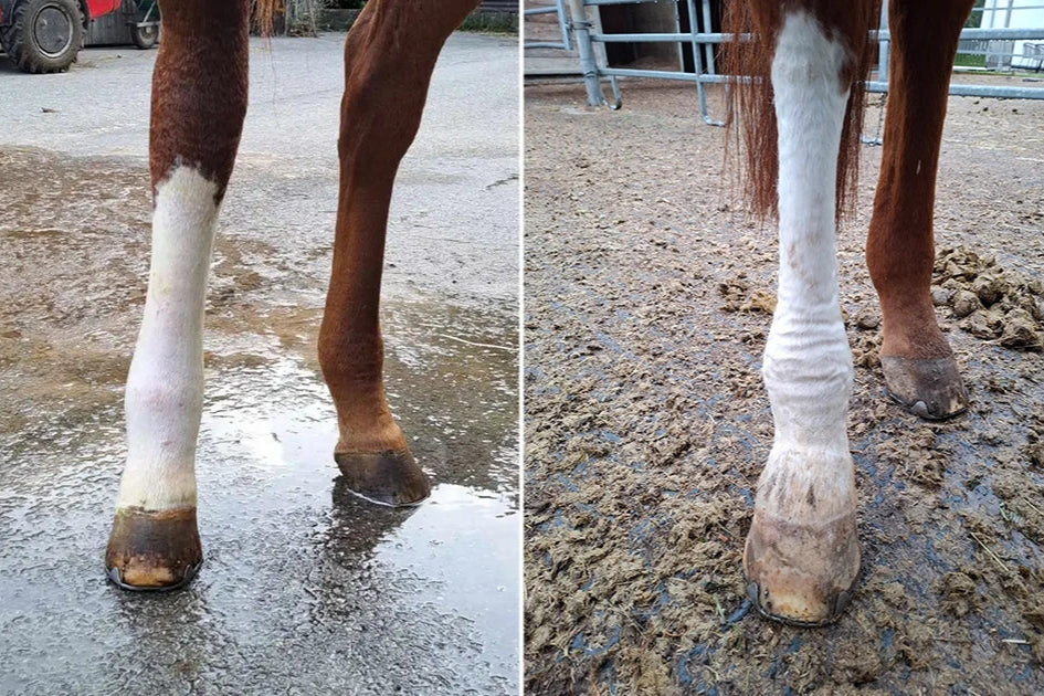 Phlegmone am Pferdebein vor und nach der Behandlung mit EquiCrown Kompressionsbandagen