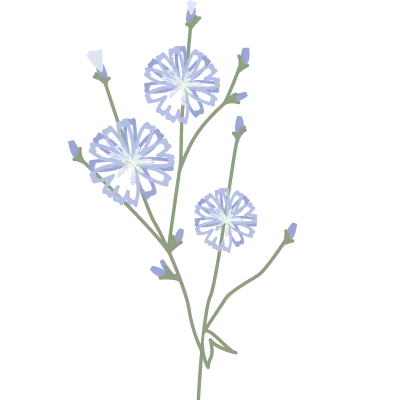 Illustration von Wegwarte